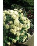 Гортензия древовидная Грандифлора (белая) | Hydrangea arborescens Grandiflora (white) | Гортензія деревовидна Грандіфлора (біла)